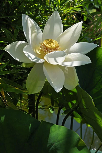 White Lotus Flower -Nelumbo sp. -, Erlangen Botanical Garden, Erlangen, Middle Franconia, Bavaria, Germany