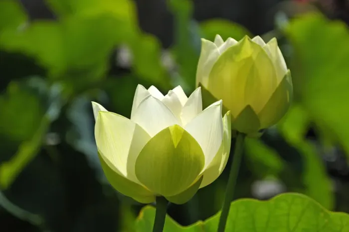 Framed Print : Two White Lotus Flowers -Nelumbo sp. -, Erlangen Botanical Garden, Erlangen, Middle Franconia, Bavaria, Germany Framed Print : Two White Lotus Flowers -Nelumbo sp. -, Erlangen Botanical Garden, Erlangen, Middle Franconia, Bavaria, Germany