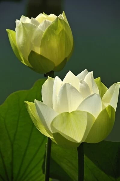 Two White Lotus Flowers -Nelumbo sp. -, Erlangen Botanical Garden, Erlangen, Middle Franconia, Bavaria, Germany