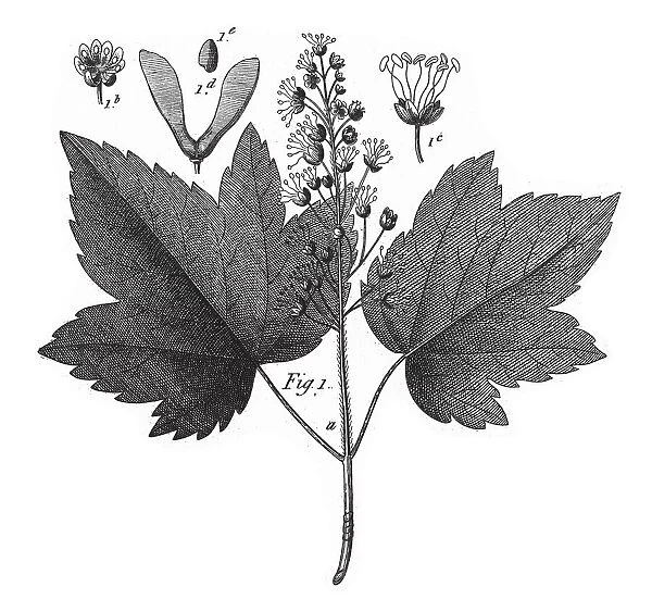 White Maple, Various Plants of Economic Importance Including Tea, Wine-grape, Cotton and Cacao Engraving Antique Illustration, Published 1851