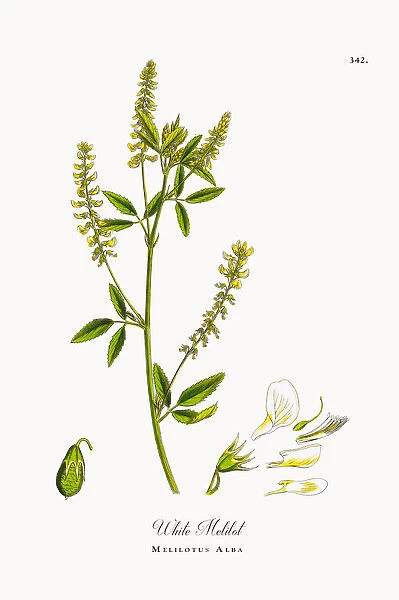 White Melilot, Melilotus Alba, Victorian Botanical Illustration, 1863