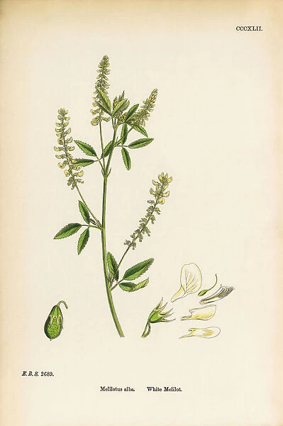 White Melilot, Melilotus Alba, Victorian Botanical Illustration, 1863