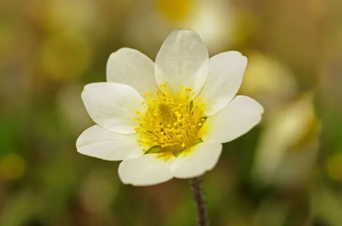 Framed Print : White Mountain Avens or White Dryas -Dryas octopetala-, national flower of Iceland and official territorial flower of the Swedish province of Lapland, Sweden, Europe Framed Print : White Mountain Avens or White Dryas -Dryas octopetala-, national flower of Iceland and official territorial flower of the Swedish province of Lapland, Sweden, Europe