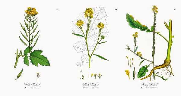 White Mustard, Brassica Alba, Victorian Botanical Illustration, 1863