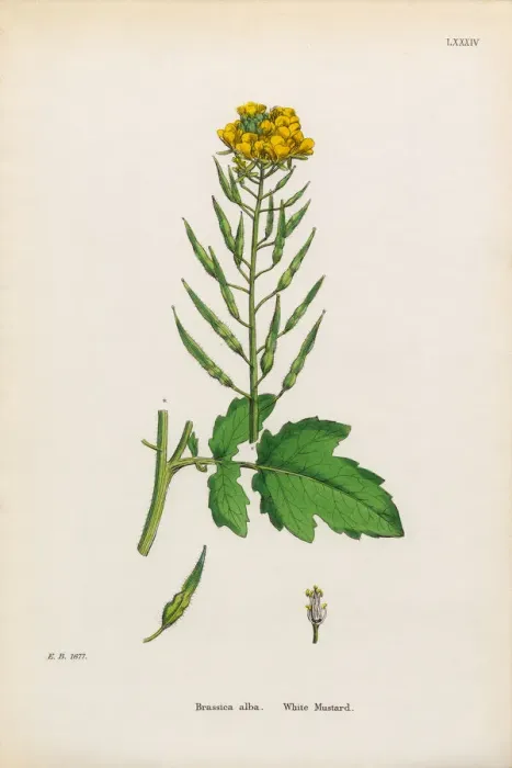 Framed Print : White Mustard, Brassica Alba, Victorian Botanical Illustration, 1863 Framed Print : White Mustard, Brassica Alba, Victorian Botanical Illustration, 1863