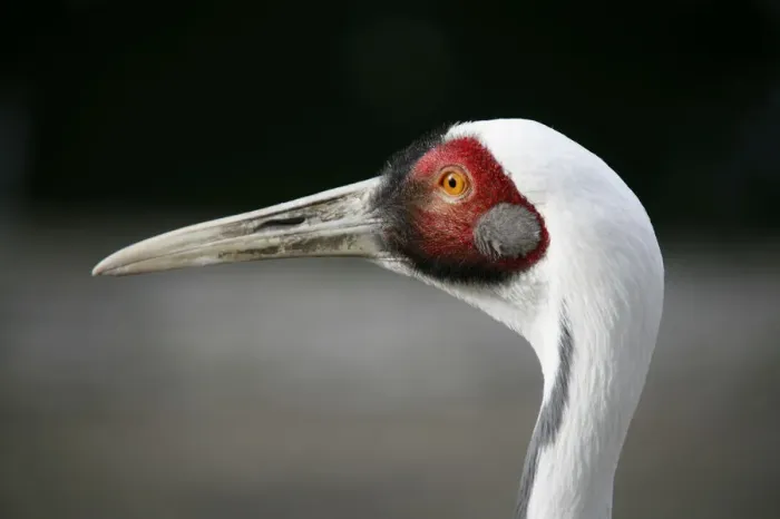 Framed Print : White-naped Crane -Grus vipio-, animal portrait, captive Framed Print : White-naped Crane -Grus vipio-, animal portrait, captive