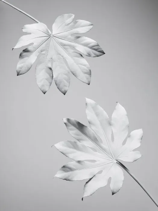 Framed Print : White nature Framed Print : White nature