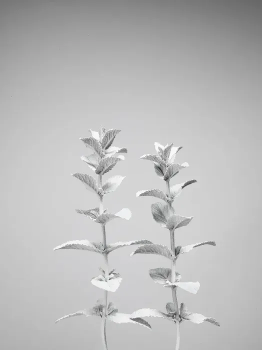 Framed Print : White nature Framed Print : White nature