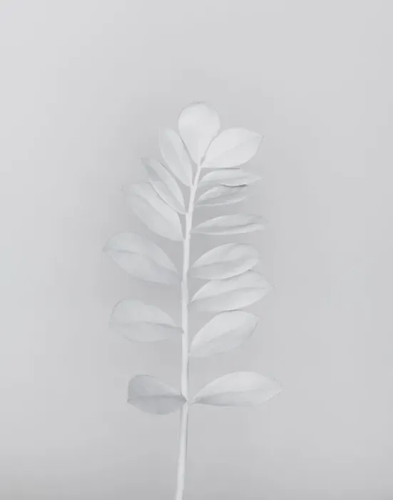 Framed Print : White nature Framed Print : White nature