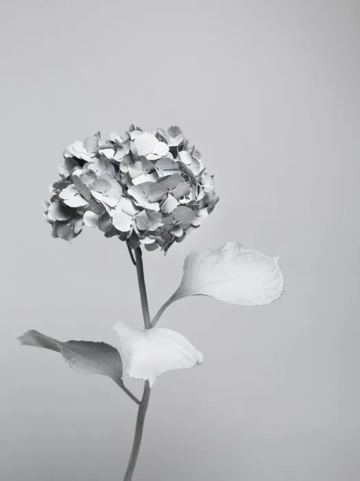 Framed Print : White nature Framed Print : White nature