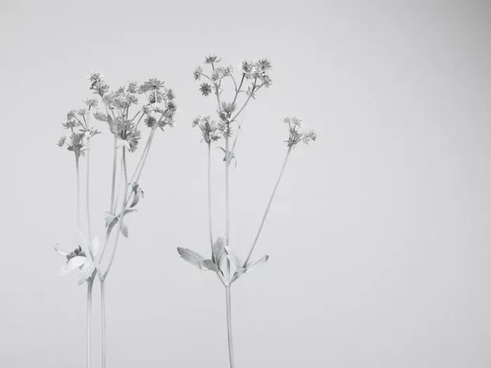 Framed Print : White nature Framed Print : White nature