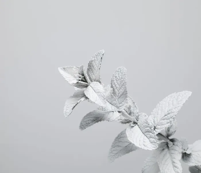 Framed Print : White nature Framed Print : White nature