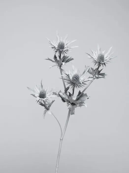 Framed Print : White nature Framed Print : White nature