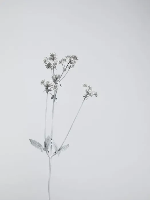 Framed Print : White nature Framed Print : White nature
