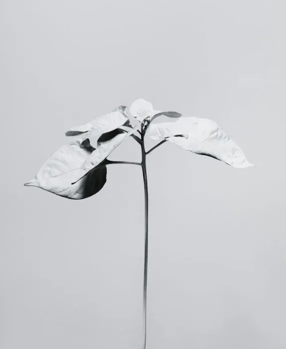 Framed Print : White nature Framed Print : White nature