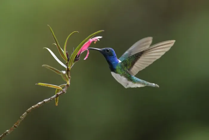 Framed Print : White-necked Jacobin Framed Print : White-necked Jacobin