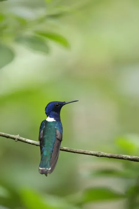 Framed Print : White-necked Jacobin Framed Print : White-necked Jacobin