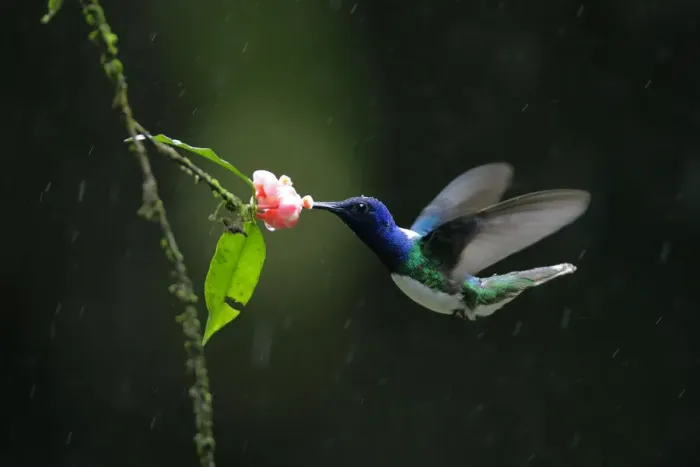 Framed Print : White-necked Jacobin Framed Print : White-necked Jacobin