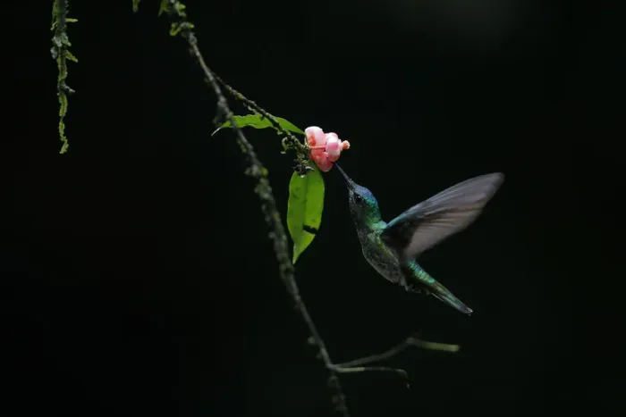 Framed Print : White-necked Jacobin Framed Print : White-necked Jacobin