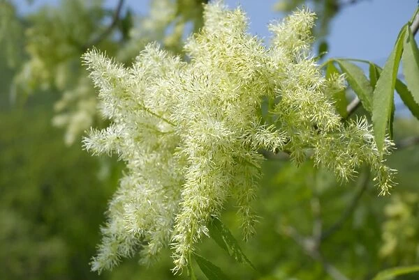 White panicles of a Manna Ash or South European Flowering Ash -Fraxinus ornus-