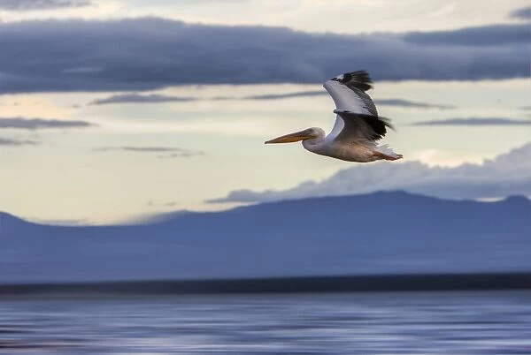 White Pelican -Pelecanus onocrotalus- in flight, Lake Nakuru National Park, Kenya, East Africa, Africa, PublicGround