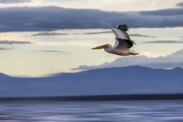 Framed Print : White Pelican -Pelecanus onocrotalus- in flight, Lake Nakuru National Park, Kenya, East Africa, Africa, PublicGround Framed Print : White Pelican -Pelecanus onocrotalus- in flight, Lake Nakuru National Park, Kenya, East Africa, Africa, PublicGround