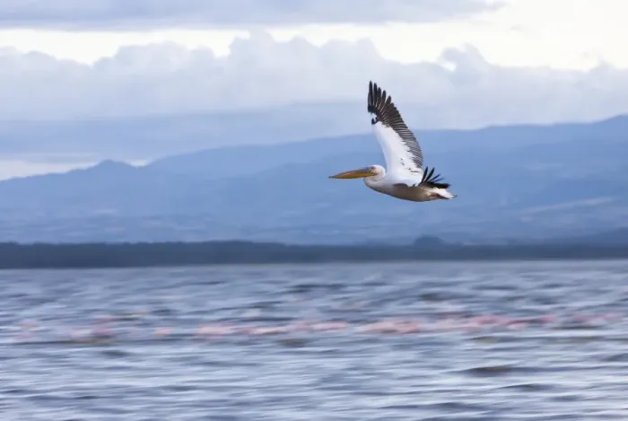 Framed Print : White Pelican -Pelecanus onocrotalus- in flight, Lake Nakuru National Park, Kenya, East Africa, Africa, PublicGround