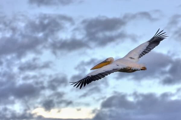 White Pelican -Pelecanus onocrotalus- in flight, Lake Nakuru National Park, Kenya, East Africa, Africa, PublicGround