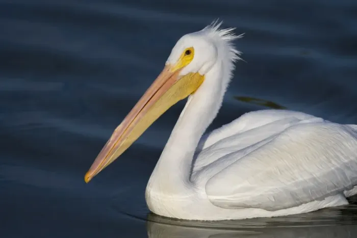Framed Print : White Pelican Portrait