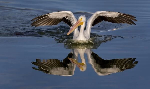 White Pelican with Reflection