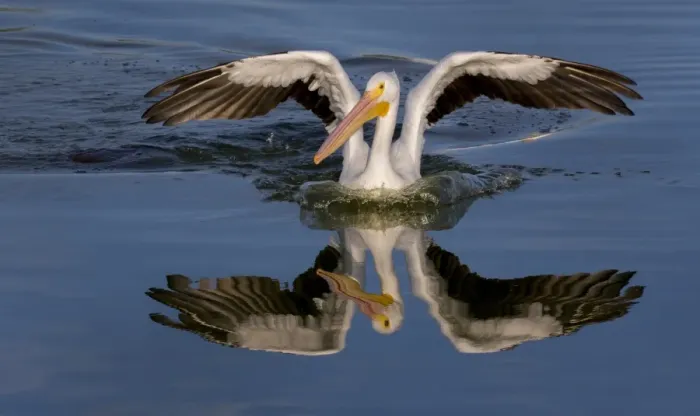 Framed Print : White Pelican with Reflection Framed Print : White Pelican with Reflection