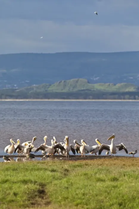 Framed Print : White Pelicans -Pelecanus onocrotalus-, Lake Nakuru National Park, Kenya, East Africa, Africa, PublicGround Framed Print : White Pelicans -Pelecanus onocrotalus-, Lake Nakuru National Park, Kenya, East Africa, Africa, PublicGround