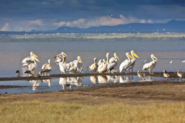 Framed Print : White Pelicans -Pelecanus onocrotalus-, Lake Nakuru National Park, Kenya, East Africa, Africa, PublicGround