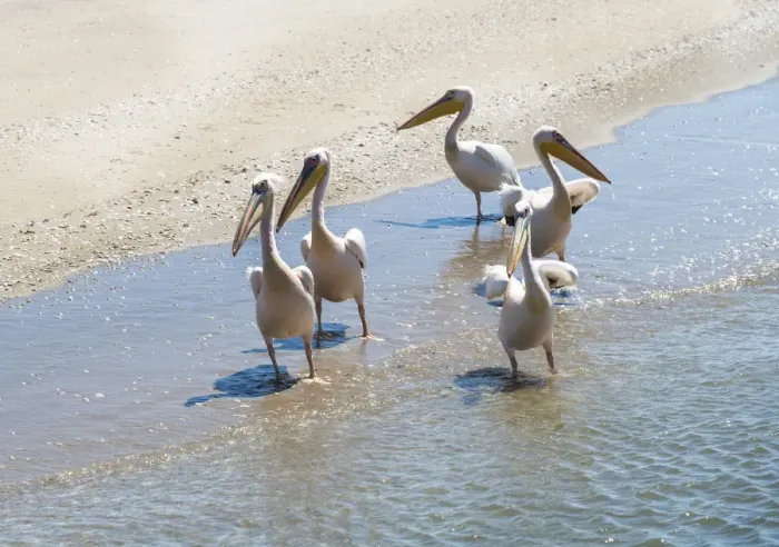 Framed Print : White Pelicans -Pelecanus onocrotalus- in Walvis Bay, Namibia Framed Print : White Pelicans -Pelecanus onocrotalus- in Walvis Bay, Namibia