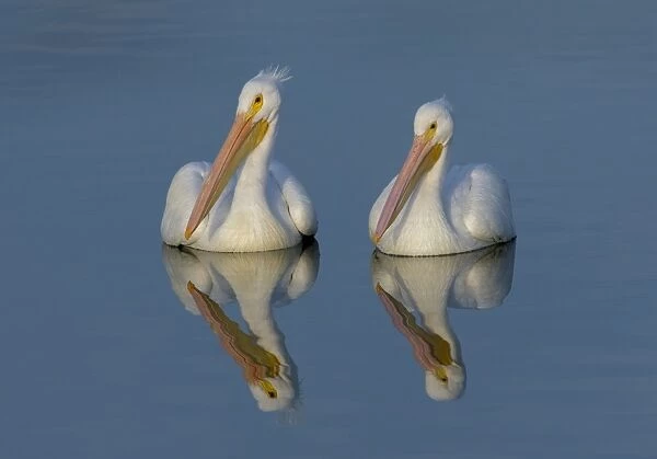 White Pelicans with Reflection