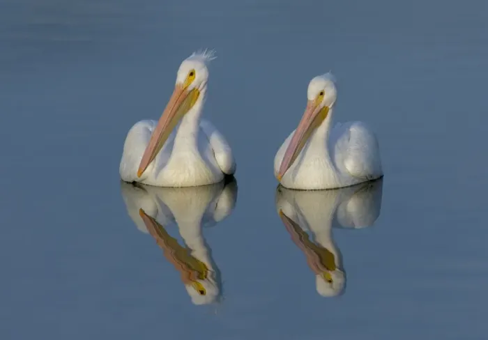 Framed Print : White Pelicans with Reflection Framed Print : White Pelicans with Reflection