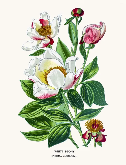 Framed Print : White peony