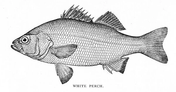 White Perch engraving 1898