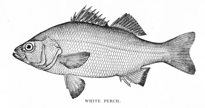 Framed Print : White Perch engraving 1898 Framed Print : White Perch engraving 1898