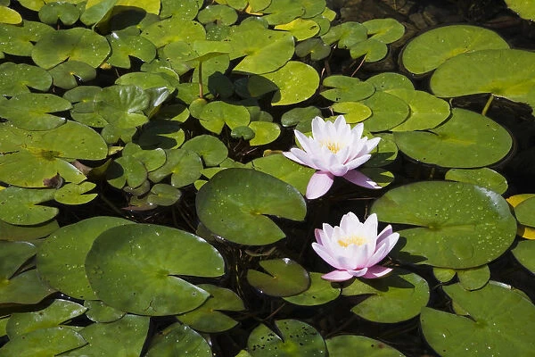Two white and pink Water Lilies -Nymphaea- on the surface of a pond, Quebec Province, Canada