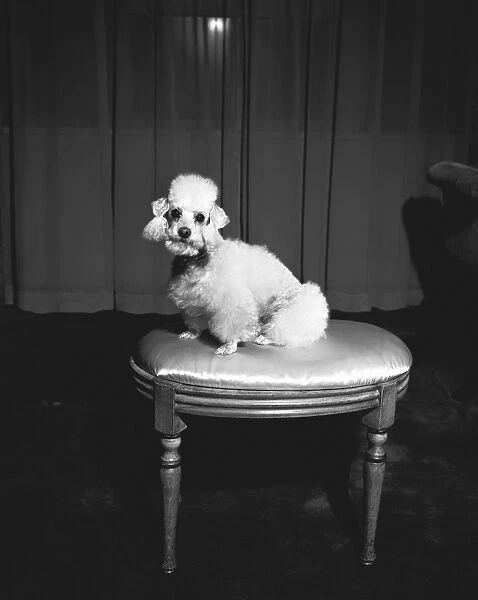 White poodle sitting on stool (B&W)