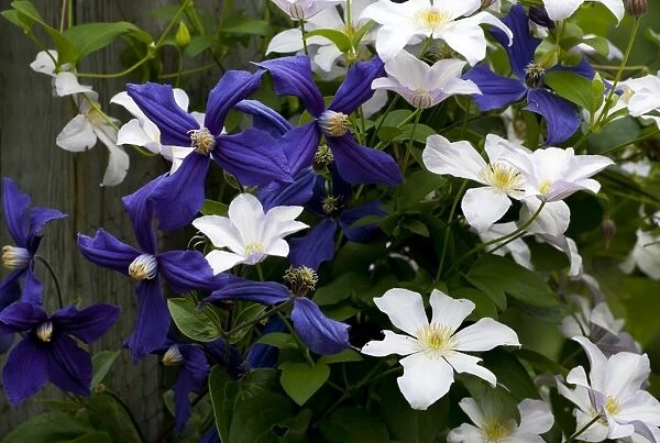 White and purple Clematis, Quebec, Canada