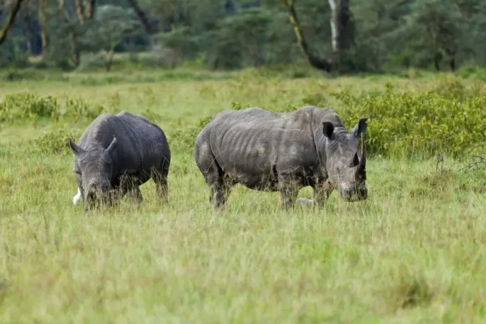 Framed Print : White Rhinoceroses -Ceratotherium simum-, Lake Nakuru National Park, Kenya, East Africa, PublicGround Framed Print : White Rhinoceroses -Ceratotherium simum-, Lake Nakuru National Park, Kenya, East Africa, PublicGround