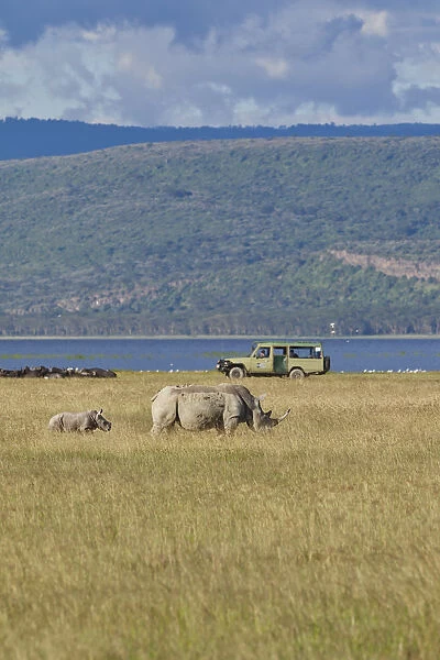 White Rhinoceroses or Square-lipped Rhinoceroses -Ceratotherium simum-, adult animals in front of an off-road vehicle, Lake Nakuru National Park, Kenya, East Africa, Africa, PublicGround