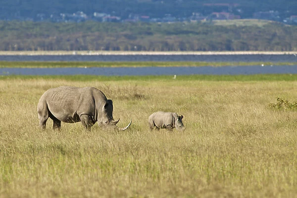 White Rhinoceroses or Square-lipped Rhinoceroses -Ceratotherium simum-, adult with a calf, Lake Nakuru National Park, Kenya, East Africa, Africa