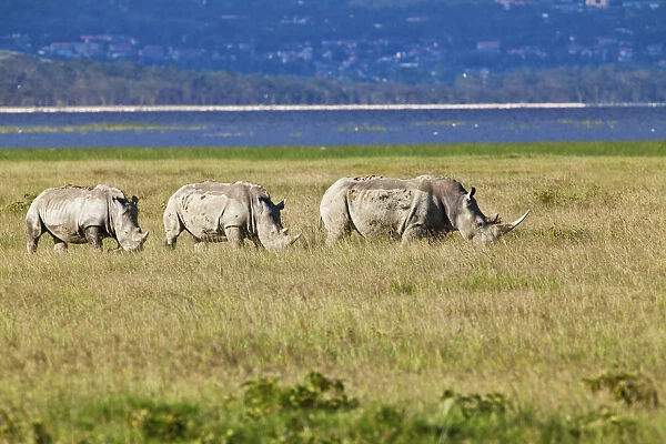 Three White Rhinoceroses or Square-lipped Rhinoceroses -Ceratotherium simum-, adult animals, Lake Nakuru National Park, Kenya, East Africa, Africa, PublicGround