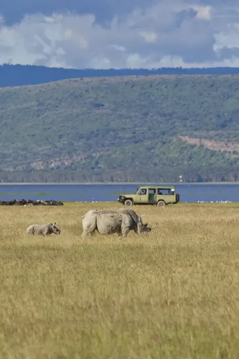 Framed Print : White Rhinoceroses or Square-lipped Rhinoceroses -Ceratotherium simum-, adult animals in front of an off-road vehicle, Lake Nakuru National Park, Kenya, East Africa, Africa, PublicGround Framed Print : White Rhinoceroses or Square-lipped Rhinoceroses -Ceratotherium simum-, adult animals in front of an off-road vehicle, Lake Nakuru National Park, Kenya, East Africa, Africa, PublicGround