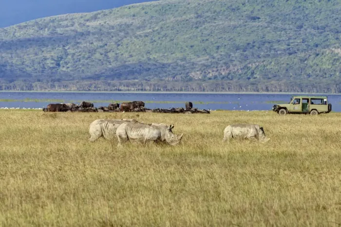 Framed Print : White Rhinoceroses or Square-lipped Rhinoceroses -Ceratotherium simum-, adult animals in front of buffalo and an off-road vehicle, Lake Nakuru National Park, Kenya, East Africa, Africa, PublicGround
