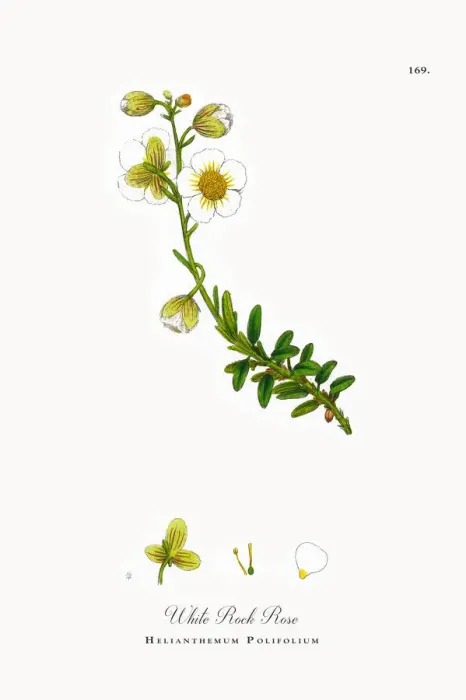 Framed Print : White Rock Rose, Helianthemum Polifolium, Victorian Botanical Illustration, 1863 Framed Print : White Rock Rose, Helianthemum Polifolium, Victorian Botanical Illustration, 1863