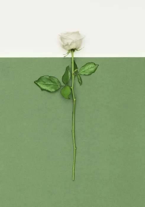 Framed Print : White Rose